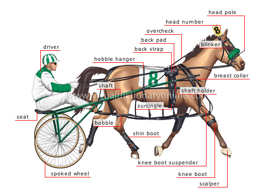 Pacing Harness Racing