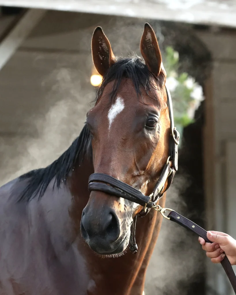 Preakness Stakes Betting News: Journalism ‘Green-Lighted’ for Baltimore. Bet on Preakness Stakes Betting Odds & more.
