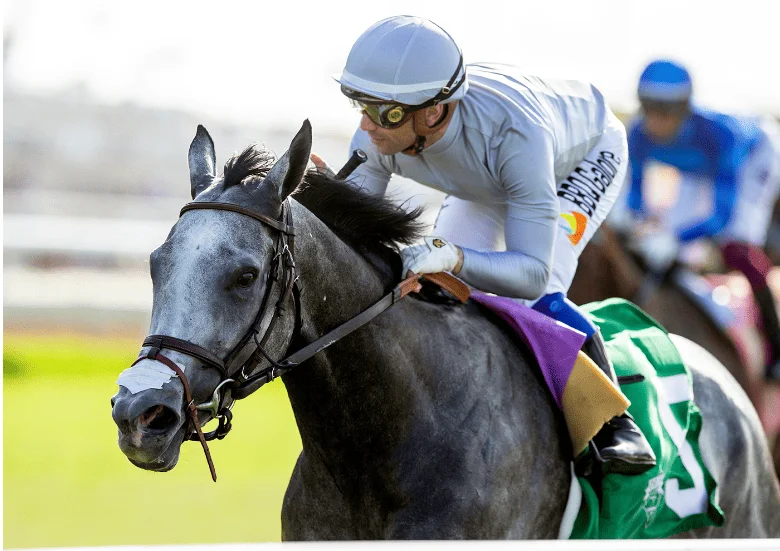 matriarch stakes contender ag bullet