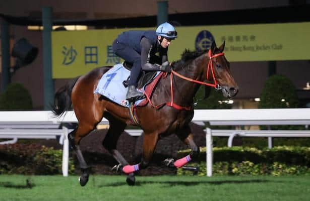 Hong Kong Cup Is Betting Against Romantic Warrior an Option