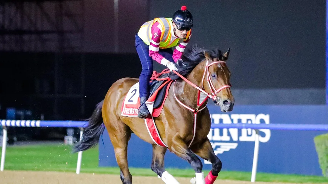 Saudi Cup Contender Forever Young