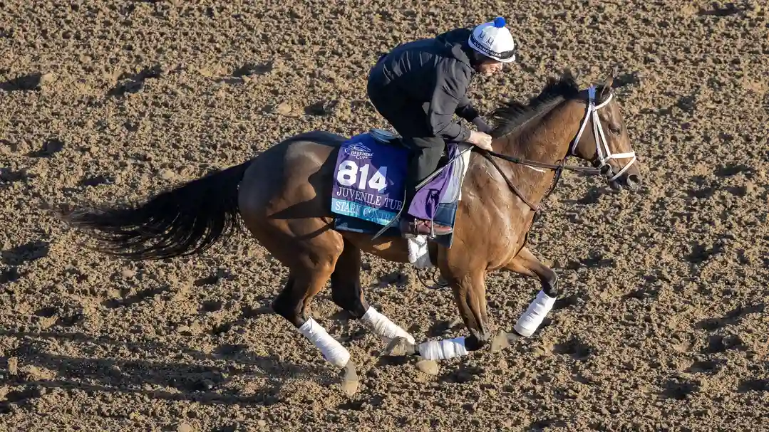 Jeff Ruby Steaks: Can Stark Contrast Transition from Turf to Kentucky Derby Odds?
