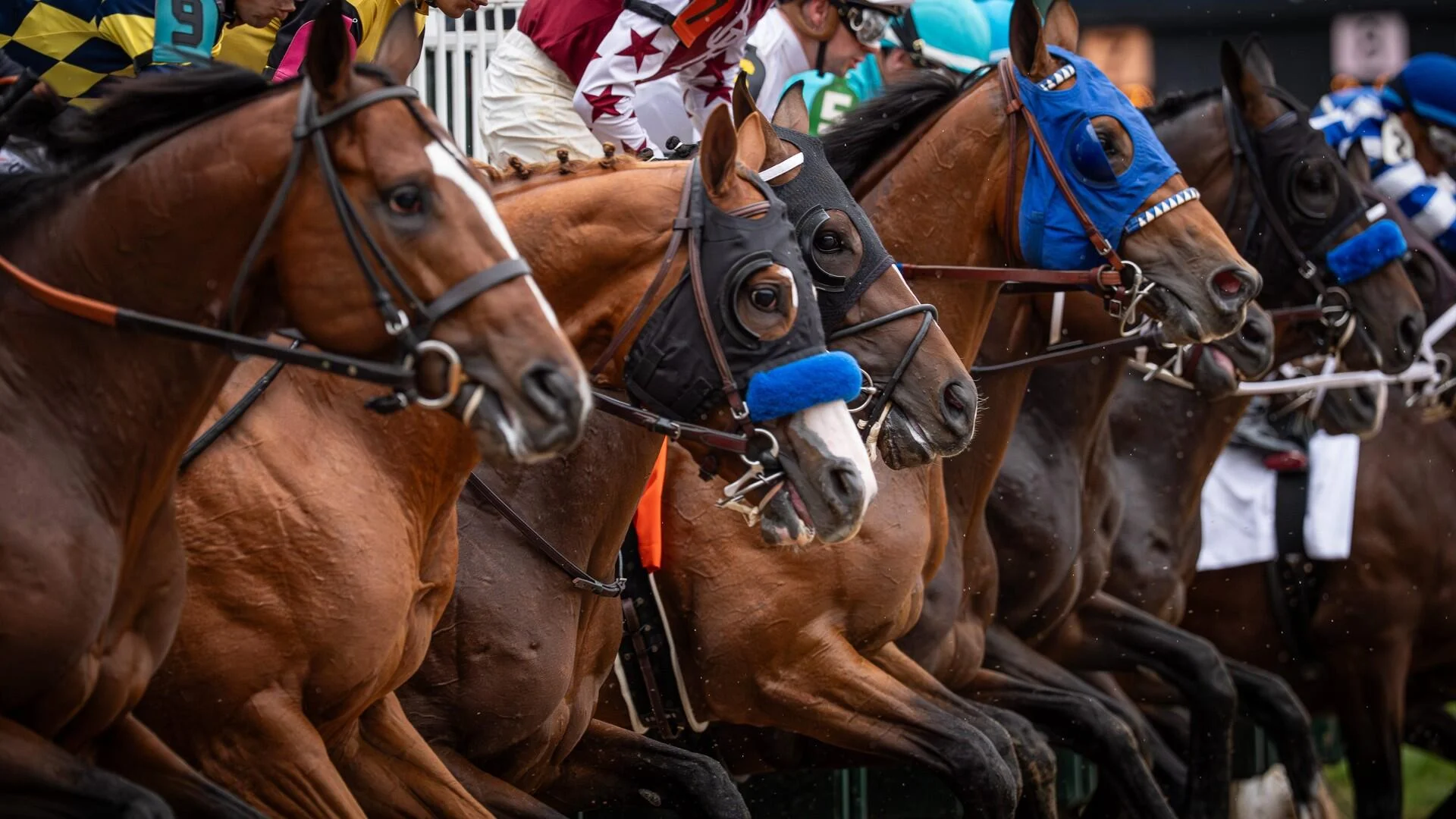 Preakness Stakes Betting 2026 — Iron Honor vs Taj Mahal at Laurel Park